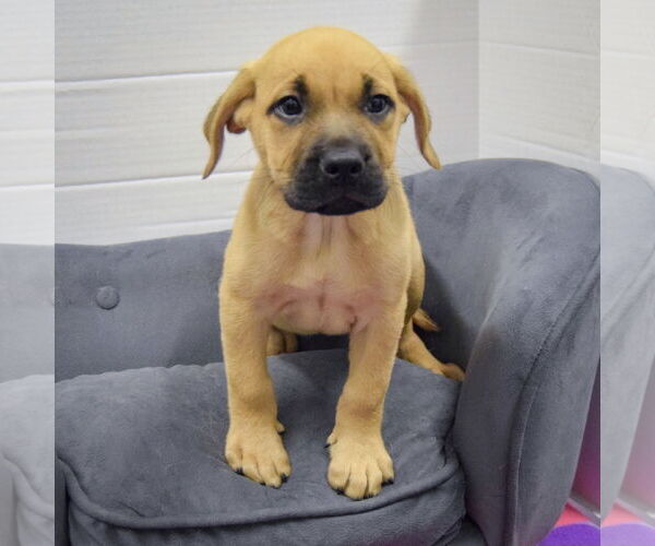 Medium Photo #4 Mastiff-Unknown Mix Puppy For Sale in Huntley, IL, USA