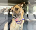 Small #7 German Shepherd Dog Mix