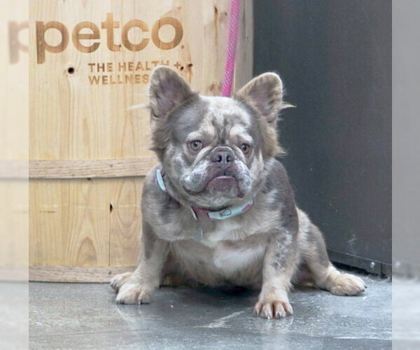 Medium Photo #4 French Bulldog Puppy For Sale in Chino Hills, CA, USA