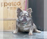 Small #3 French Bulldog