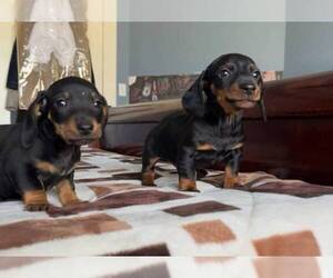 Medium Dachshund
