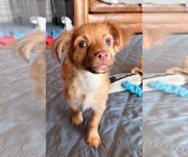 Medium Photo #4 Mutt Puppy For Sale in Sandy, UT, USA