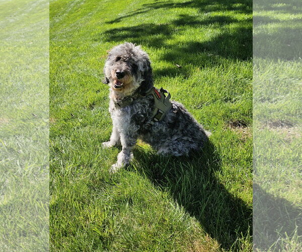 Medium Photo #2 Aussiedoodle Miniature  Puppy For Sale in Croydon, NH, USA