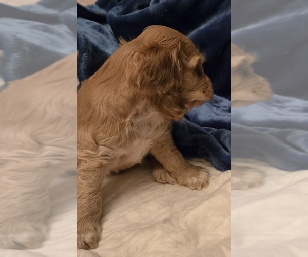 Medium Photo #3 Cocker Spaniel Puppy For Sale in HOLYOKE, MA, USA