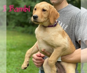Labrador Retriever Puppy for sale in DENVER, PA, USA