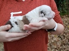 Small Photo #1 Australian Shepherd Puppy For Sale in CLINTON, MS, USA