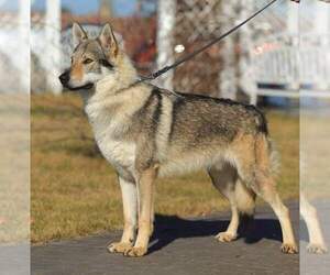 Father of the Czech Wolfdog-Wolf Hybrid Mix puppies born on 02/27/2024