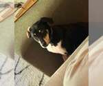 Small #3 Mutt