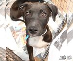 Small #2 German Shorthaired Lab