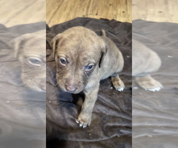 Medium Photo #3 Catahoula Leopard Dog Puppy For Sale in Royal Palm Beach, FL, USA