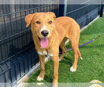 Small Labrador Retriever Mix