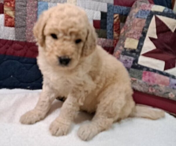 Medium Photo #1 Goldendoodle Puppy For Sale in PELHAM, NH, USA