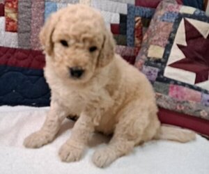 Medium Goldendoodle