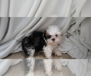 ShihPoo Puppy for sale in CONWAY, SC, USA