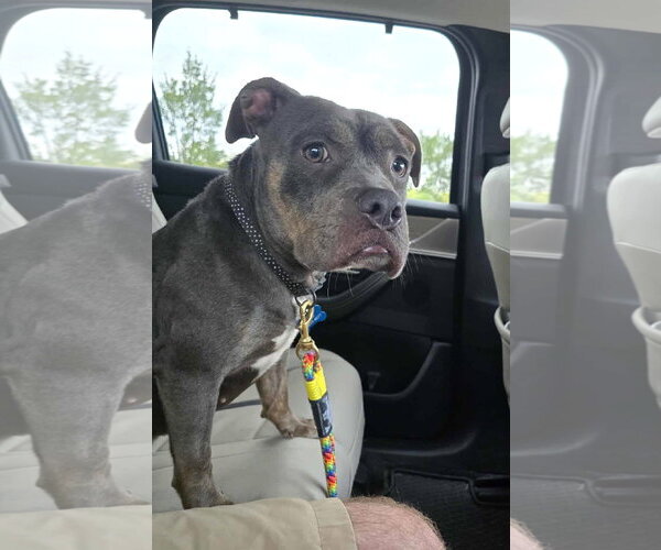 Medium Photo #11 Mutt Puppy For Sale in Rockville, MD, USA