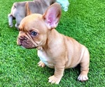 Small #6 French Bulldog