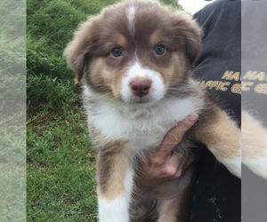 Miniature American Shepherd Puppy for sale in SPRINGFIELD, OR, USA