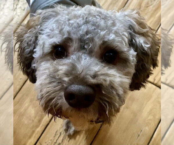 Medium Photo #3 Poodle (Miniature)-Unknown Mix Puppy For Sale in Mundelein, IL, USA