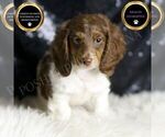 Puppy Kit Kat AKC Dachshund