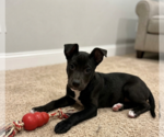 Small #2 Rat Terrier Mix