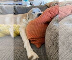 Small #4 Great Pyrenees Mix