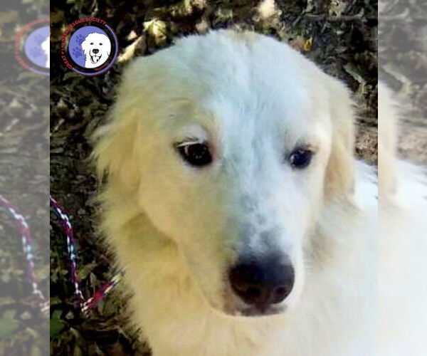 Medium Photo #1 Great Pyrenees Puppy For Sale in Spring, TX, USA