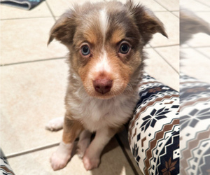 Miniature Australian Shepherd Puppy for sale in BROOKER, FL, USA
