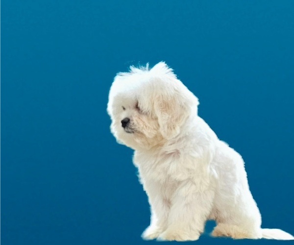 Medium Photo #23 Maltese-Zuchon Mix Puppy For Sale in SAN DIEGO, CA, USA