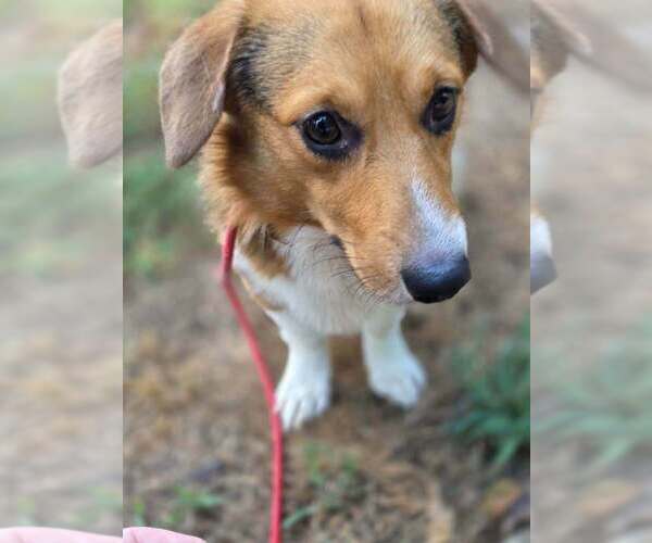 Medium Photo #5 Pembroke Welsh Corgi-Unknown Mix Puppy For Sale in New York, NY, USA