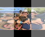 Small #6 Labrador Retriever Mix