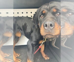 Rottweiler Dogs for adoption in Camarillo, CA, USA