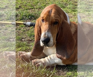 Basset Hound Puppy for sale in LEXINGTON, GA, USA
