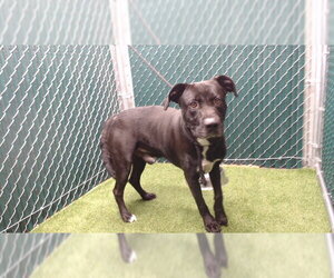 Labrador Retriever Dogs for adoption in Downey, CA, USA