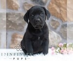 Small #2 Labrador Retriever