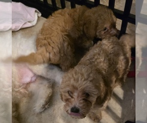 Poodle (Toy) Litter for sale in PLANT CITY, FL, USA