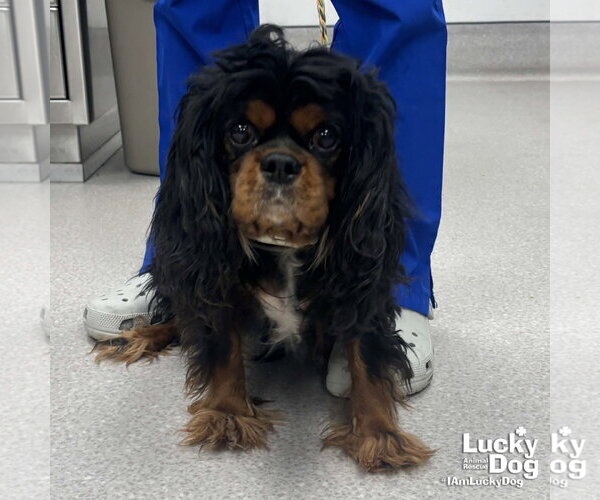 Medium Photo #3 Cavalier King Charles Spaniel-Unknown Mix Puppy For Sale in Washington, DC, USA