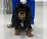 Small #2 Cavalier King Charles Spaniel Mix
