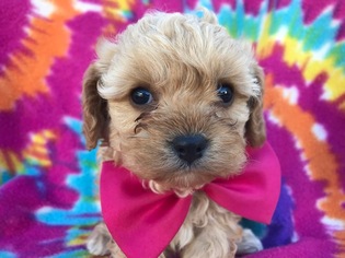 Cavapoo Puppy for sale in BROGUE, PA, USA