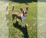 Small #2 Mutt