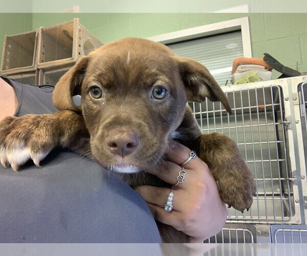 Medium Photo #1 American Staffordshire Terrier-Unknown Mix Puppy For Sale in Grand Prairie, TX, USA