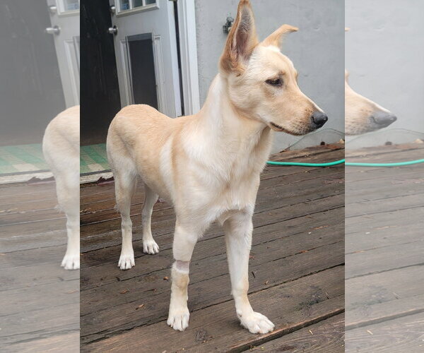 Medium Photo #3 - Mix Puppy For Sale in Hoffman Estates, IL, USA