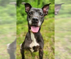 Labrador Retriever-Unknown Mix Dogs for adoption in Franklin, North Carolina, NC, USA