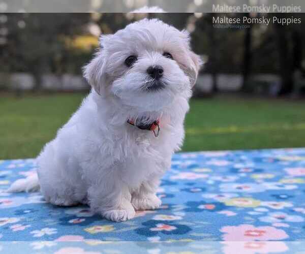 Medium Photo #9 Maltese Puppy For Sale in OCALA, FL, USA
