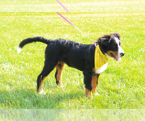 Bernese Mountain Dog Puppy for sale in RAVENNA, MI, USA