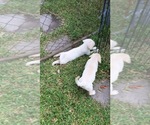 Small Photo #18 Labrador Retriever Puppy For Sale in ST PETERSBURG, FL, USA
