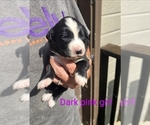 Puppy Penelope Great Bernese