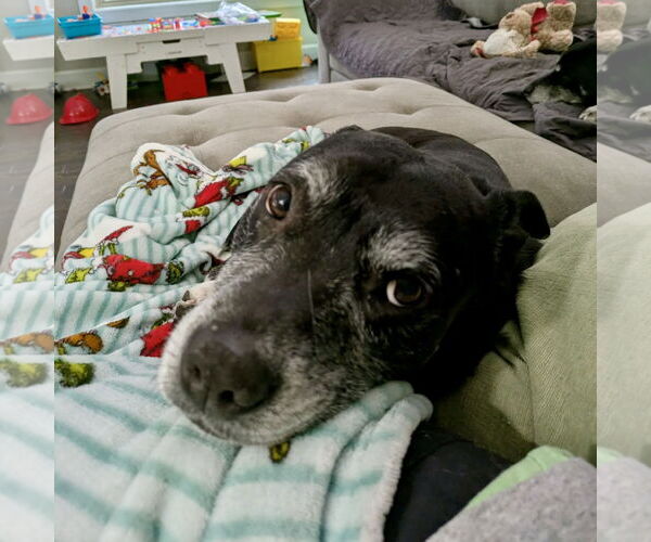 Medium Photo #3 Labrador Retriever-Unknown Mix Puppy For Sale in Spring Lake, NC, USA