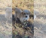 Dodger - Male Golden Retriever Puppy for Sale - Photo #6