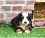 Small #3 Bernese Mountain Dog
