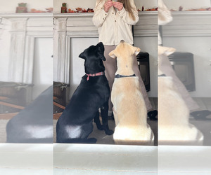 Mother of the Labrador Retriever puppies born on 10/17/2025